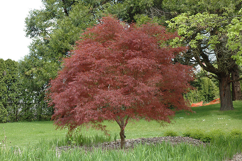 Click to view a full-size photo of Dwarf Red Pygmy Japanese Maple (Acer pal...