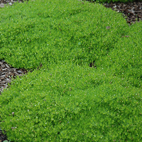 Ground Cover Photo