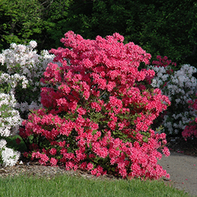 Rhododendron and Azalea Photo