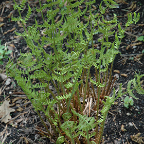 Plant Photo 10