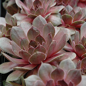 Succulent and Cactus Photo