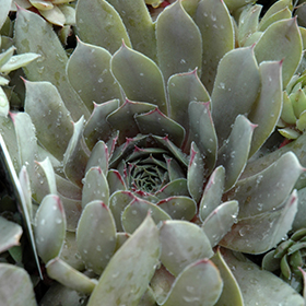 Plant Photo 9