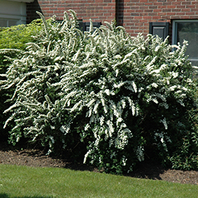 Shrub Photo