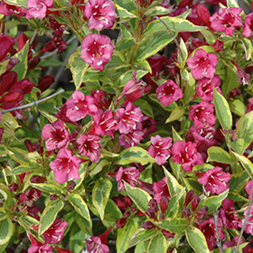 Plant Photo 10