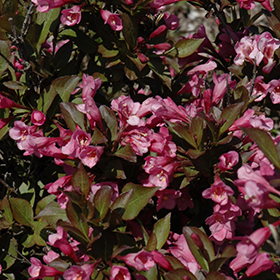 Plant Photo 3
