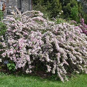 Plant Photo 3