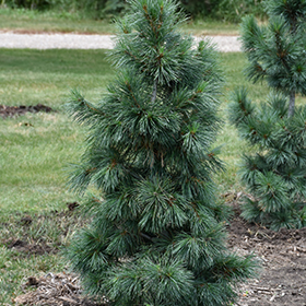 Dwarf Conifer Photo