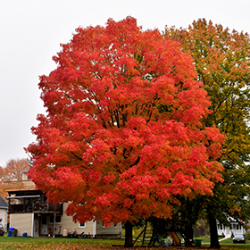 Shade Tree Photo