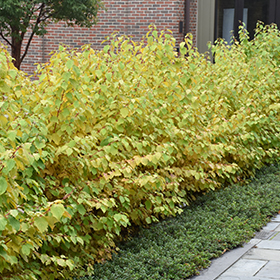 Hedge Shrub Photo