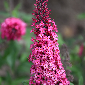 Plant Photo 2