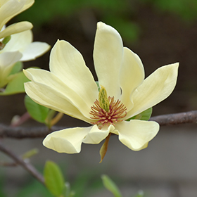 Plant Photo 6