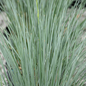 Plant Photo 4