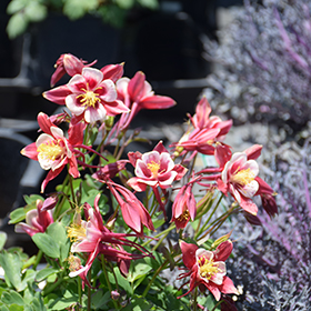 Plant Photo 1