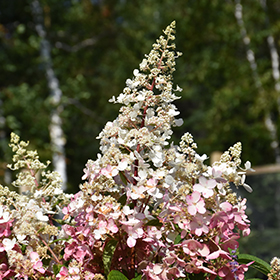 Plant Photo 1