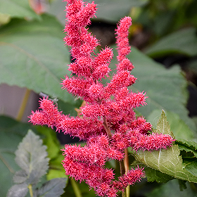 Plant Photo 4