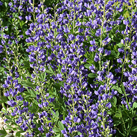 Plant Photo 4