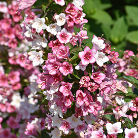 Plant Photo 6